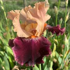 Broad Shoulders Bearded Iris
