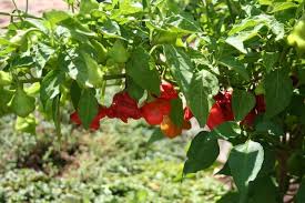 Chilli- Bishop's Crown