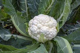 Cauliflower- Early Jesi