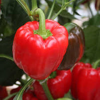 Olly – Organic Bell Pepper Seed
