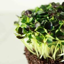 Pac Choi, Red Choi – Organic Microgreen Seed