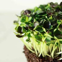 Pac Choi, Red Choi – Organic Microgreen Seed
