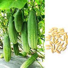 Cucumber Hybrid Sultan Vegetable Seeds
