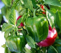 Capsicum- Emerald Giant