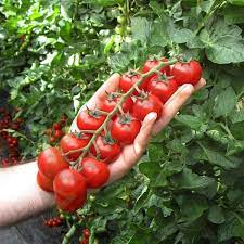 Supersweet 100 – Tomato Seed