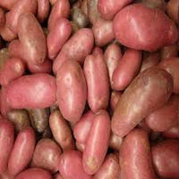 French Fingerling – Seed Potatoes