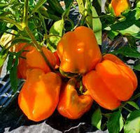 Capsicum Orange Imported Vegetable Seeds