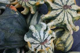 Gourd- Crown of Thorns 25g