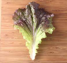 Reyes – Organic Lettuce Seed