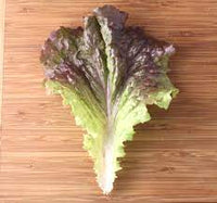 Reyes – Organic Lettuce Seed