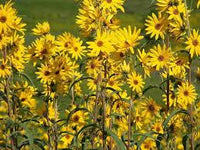 Maximilian – Perennial Sunflower Seed