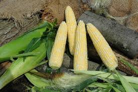 Seminole Sweet XR – Corn Seed