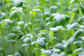 Watercress – Organic Microgreen Seed