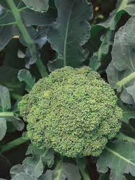 Eastern Magic – Broccoli Seed