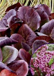 Bressingham Ruby Bergenia