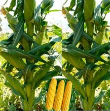 Super – Sweet Fruit Corn Seeds Cultivation Sweet Waxy High
