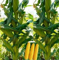 Super – Sweet Fruit Corn Seeds Cultivation Sweet Waxy High