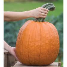 Rival PMR – Pumpkin Seed