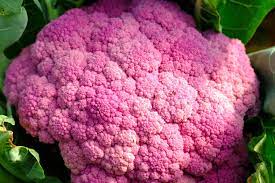 Cauliflower Di Sicilia Violetto Vegetable Seeds