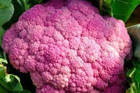 Cauliflower Di Sicilia Violetto Vegetable Seeds