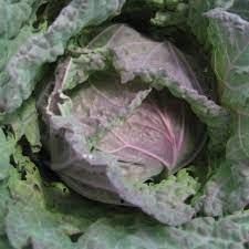 Cabbage, Savoy- Verona Purple