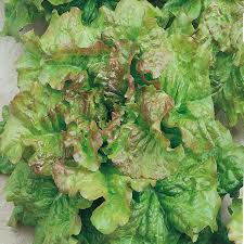 Prismatic Mini Head Mix – Pelleted Lettuce Seed