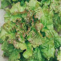 Prismatic Mini Head Mix – Pelleted Lettuce Seed