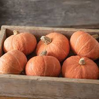 Marmalade – Organic Kabocha Squash Seed