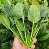 Bamboo leaf spinach Seeds selling organic vegetable Seeds