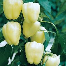 Capsicum White, Bell Pepper Ivory White Vegetable Seeds