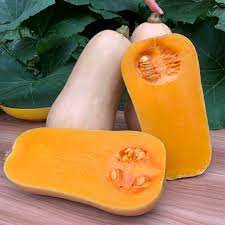 Featured Honey Pumpkin Seeds Organic Vegetable Seeds