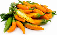 Chilli- Bulgarian Carrot