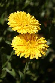 Calendula- Touch of Red Yellow