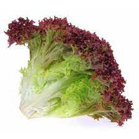 Lettuce Dark Black Rose Vegetable Seeds