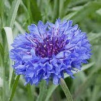 Blue Cornflower Seeds for Planting - Heirloom and Non-GMO Garden Seeds, Beautiful Blooms - Cornflower for planting in home garden