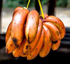Orange banana Musa hybrid seeds for high-yield fruit bed