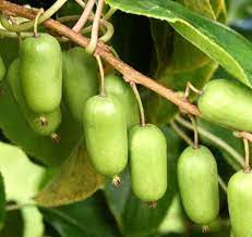 Actinidia kolomikta hardy kiwi vine seeds