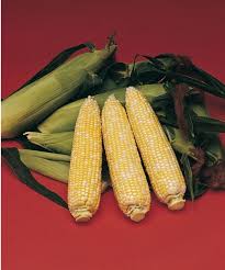 Enchanted – Organic Corn Seed