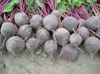 Subeto – Organic Beet Seed