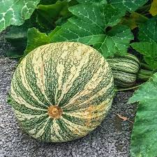 Green Striped Cushaw – Pumpkin Seed