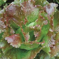 Magenta – Lettuce Seed