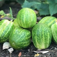 Cucumber- Richmond Green Apple