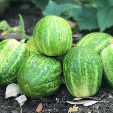 Cucumber- Richmond Green Apple