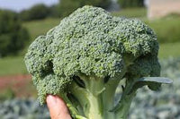 Imperial – Broccoli Seed