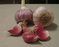 German Red – Garlic Bulbs
