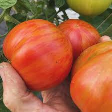 Hot Streak – Tomato Seed