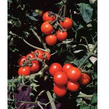 Defiant PhR – Organic Tomato Seed