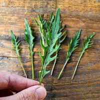 Nemesis – Wild Arugula Seed