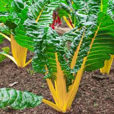 Bright Yellow – Swiss Chard Seed