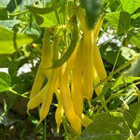 Bush Bean- Cherokee Wax